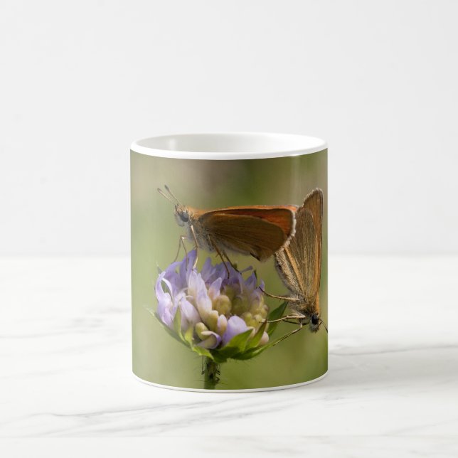 Thymelicus lineola kaffeetasse (Mittel)