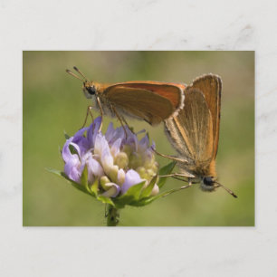 Thymelicus lineola postkarte