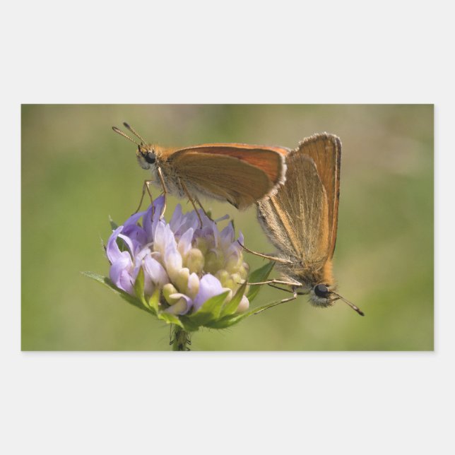 Thymelicus lineola rechteckiger aufkleber (Vorderseite)