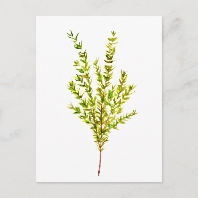 Thymian Kräuter Botanische Kräuter Postkarte (Vorderseite)