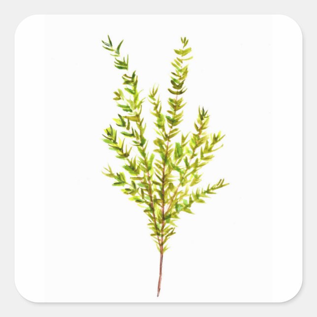Thymian Kräuter Botanische Kräuter Quadratischer Aufkleber (Vorderseite)