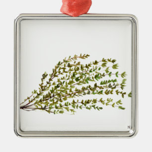 Thymian Kräuterkunst Aquarellmalerei Silbernes Ornament
