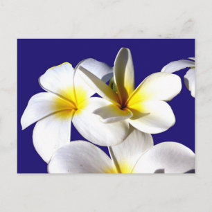 ti Pflanze Blume gelb-blau hinten.jpg Postkarte