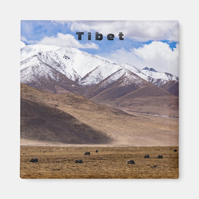 Tibet - Berglandschaft mit Yaks Magnet (Vorne)