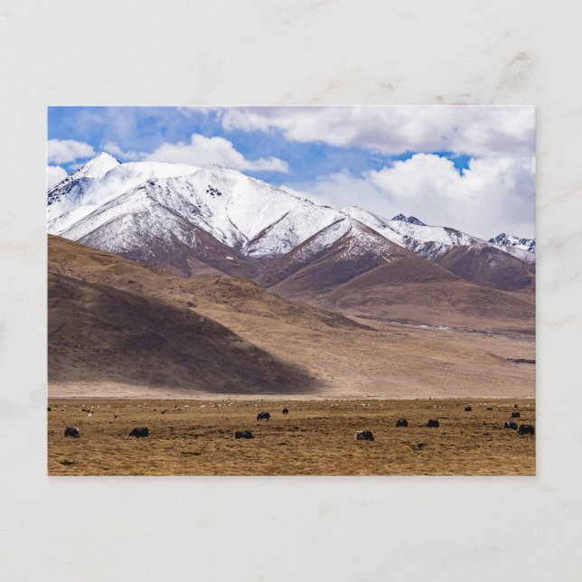 Tibet - Berglandschaft mit Yaks Postkarte (Vorderseite)