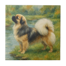 Tibet-Spaniel