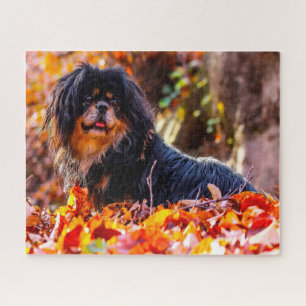 Tibet-Spaniel-Hunde Puzzles.