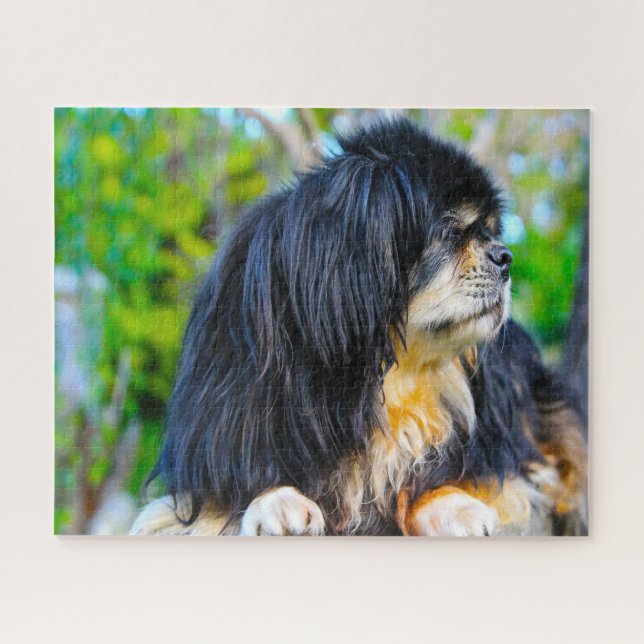 Tibet-Spaniel-Hunde Puzzles. (Horizontal)