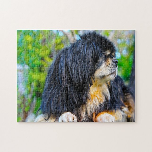 Tibet-Spaniel Hunde Puzzles. (Horizontal)