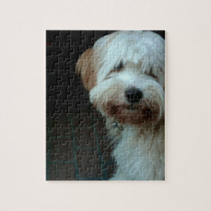 Tibet-Terrier 2