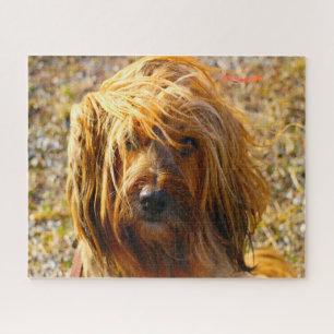 Tibet Terrier Hund Puzzle.
