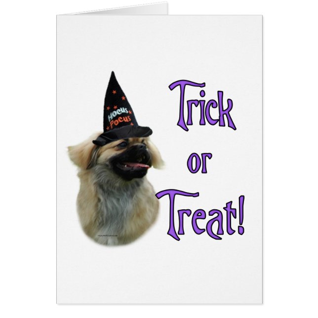 Tibétain Spaniel Trick (Devant)