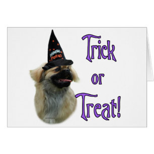 Tibétain Spaniel Trick