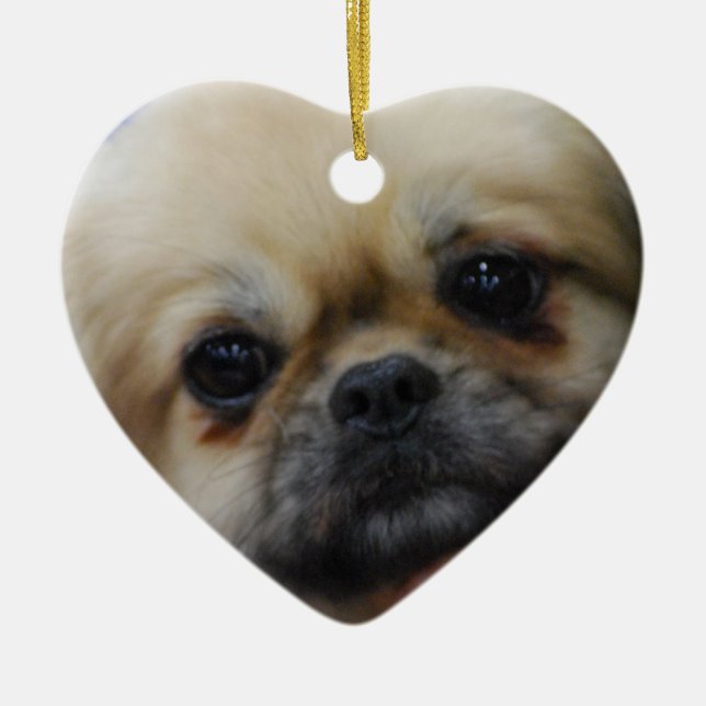 tibetan-spaniel-5.jpg keramikornament (Vorne)