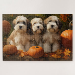 Tibetan Terrier Welpe Herbstfreude Kürbis