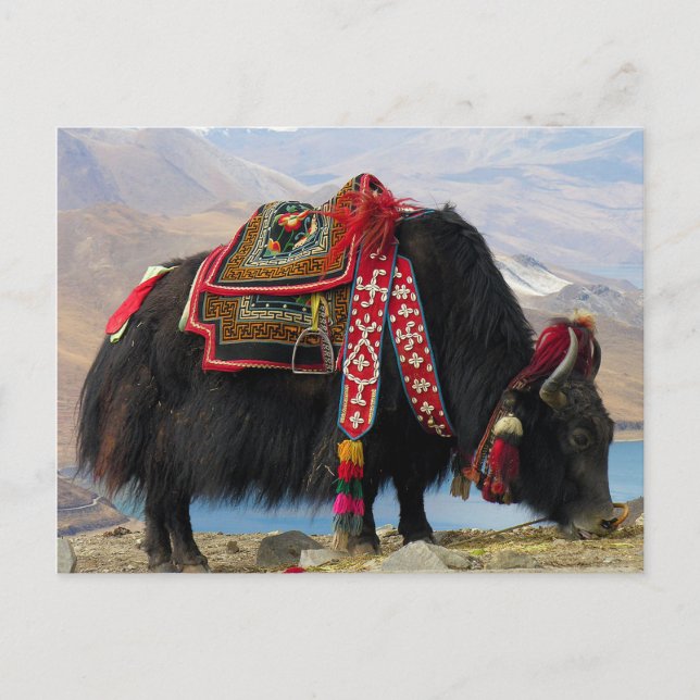 Tibetan Yak Postkarte (Vorderseite)