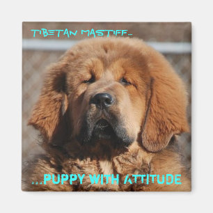 Tibetanischer Mastiff-Haltung Magnet