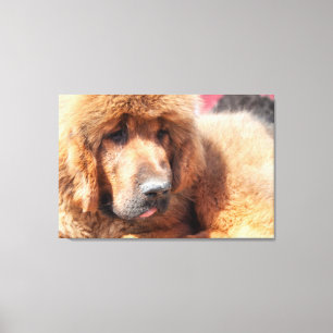Tibetanischer Mastiff Leinwanddruck
