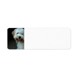 tibetanischer Terrier 2