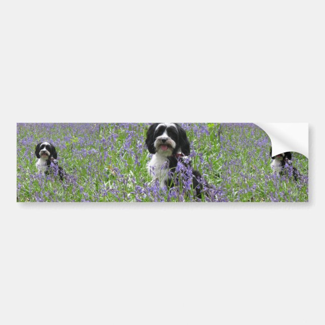 Tibetanischer Terrier-Autoaufkleber Autoaufkleber (Vorne)