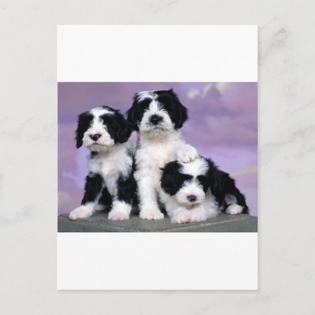 Tibetergebiete Postkarte (Vorderseite)