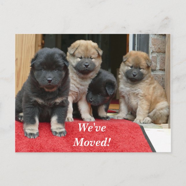 Tibetischer Spaniel Wir haben eine neue Postkarte (Vorderseite)