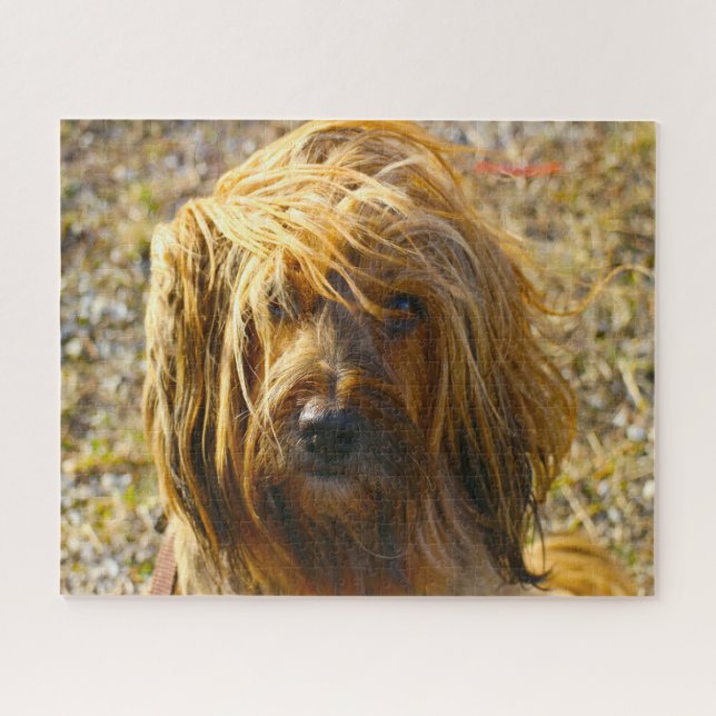 Tibetischer Terrier Dog Jigsaws. (Horizontal)