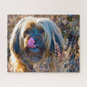 Tibetischer Terrier Dog Jigsaws.