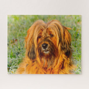 Tibetischer Terrier Dog Jigsaws.