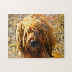 Tibetischer Terrier Dog Jigsaws.