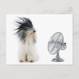 Tibetischer Terrier und sein Fan Postkarte