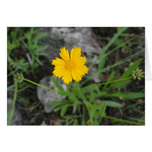 Tickseed Coreopsis