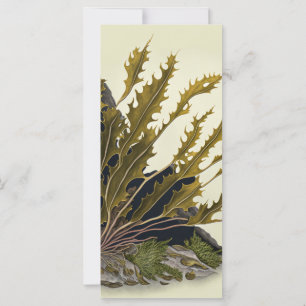 Tidal Fronds