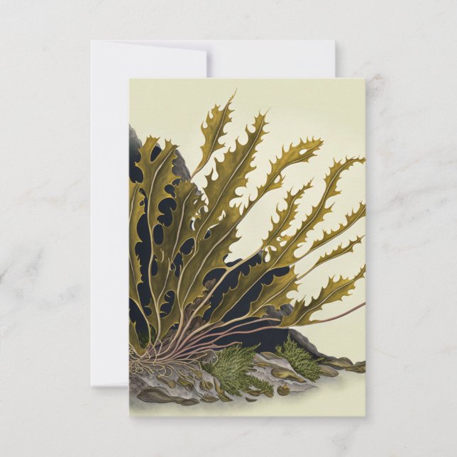 Tidal Fronds Dankeskarte (Vorderseite)