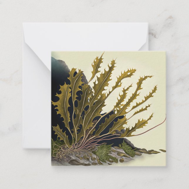 Tidal Fronds Mitteilungskarte (Vorderseite)