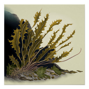 Tidal Fronds Poster