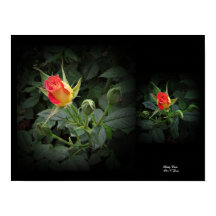 Tidely Winks Miniatur Rose Kunst, Dichtung und Mus