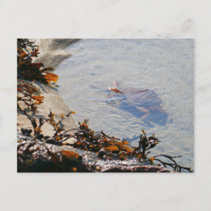 Tidepool am Strand von Sand Postkarte