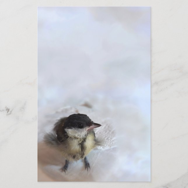 Tidi my Bird the Parus Major (Vorderseite)