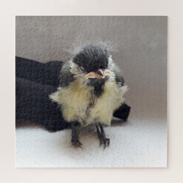 Tidi my Bird the Parus Major (Horizontal)