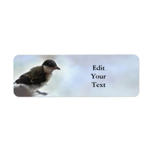 Tidi my Bird the Parus Major