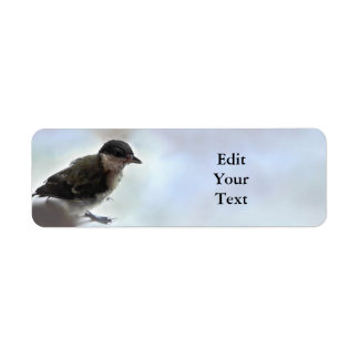 Tidi my Bird the Parus Major