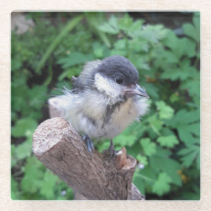 Tidi my Bird the Parus Major Glasuntersetzer