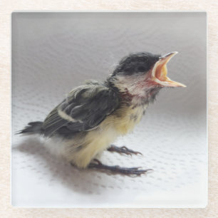 Tidi my Bird the Parus Major Glasuntersetzer