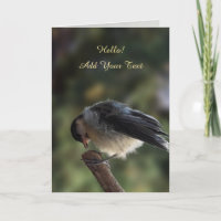 Tidi my Bird the Parus Major