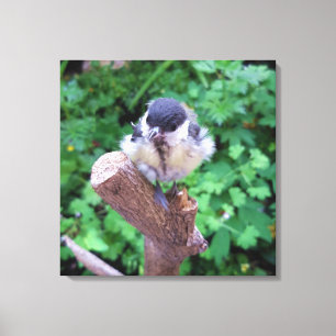 Tidi my Bird the Parus Major Leinwanddruck