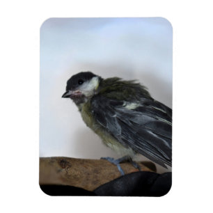 Tidi my Bird the Parus Major Magnet