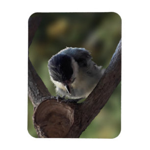 Tidi my Bird the Parus Major Magnet