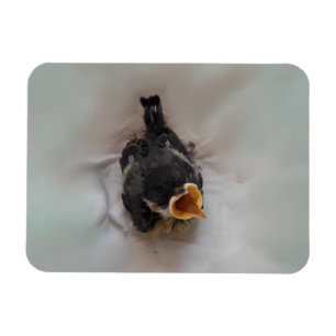 Tidi my Bird the Parus Major Magnet