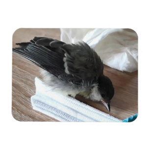 Tidi my Bird the Parus Major Magnet